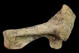 Fossil Dinosaur (Hadrosaur?) Transverse Process - South Dakota #145884-3